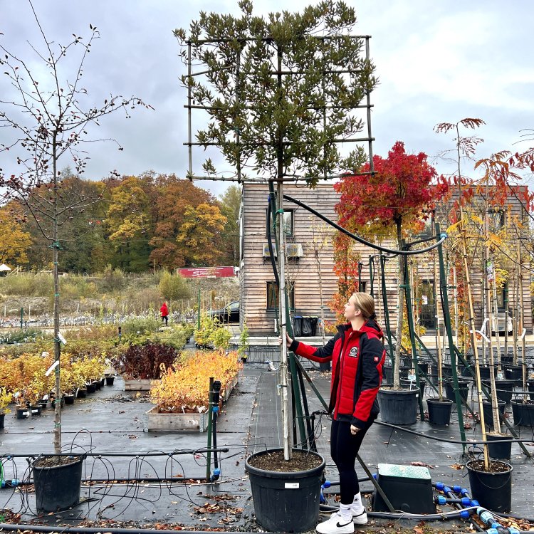 Dub cezmínový (Quercus ilex) - výška 350+ cm, kont. C80L, obvod kmeňa 16/18 cm - TVAROVANÁ STENA